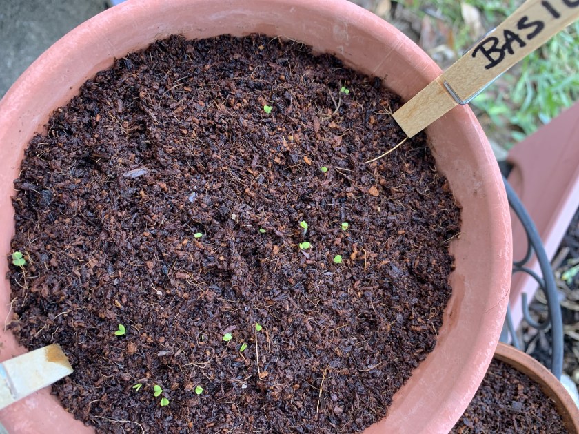 basil seedlings in coconut coir