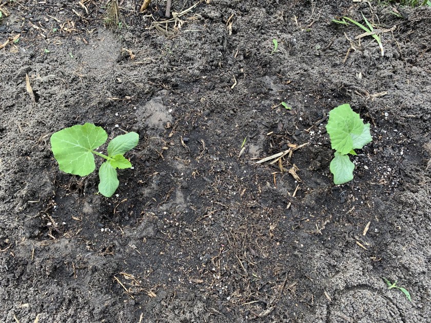 seminole pumpkin seedlings