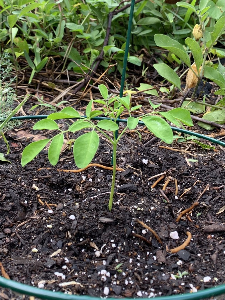 Moringa tree seedling