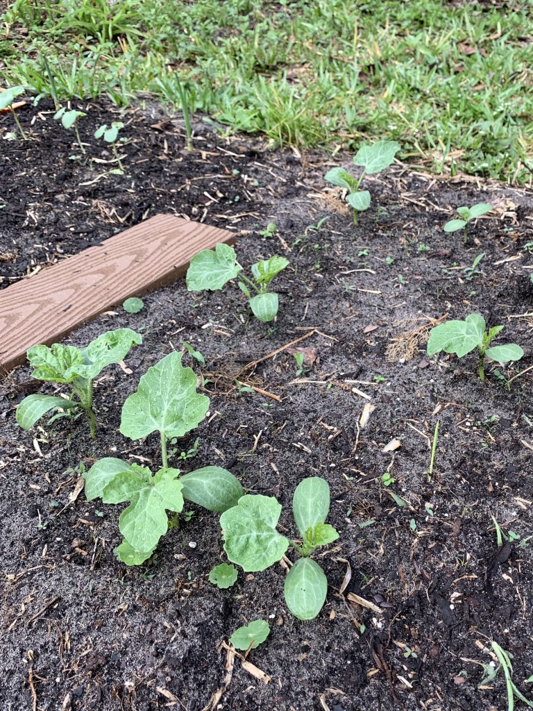 Watermelon seedlings