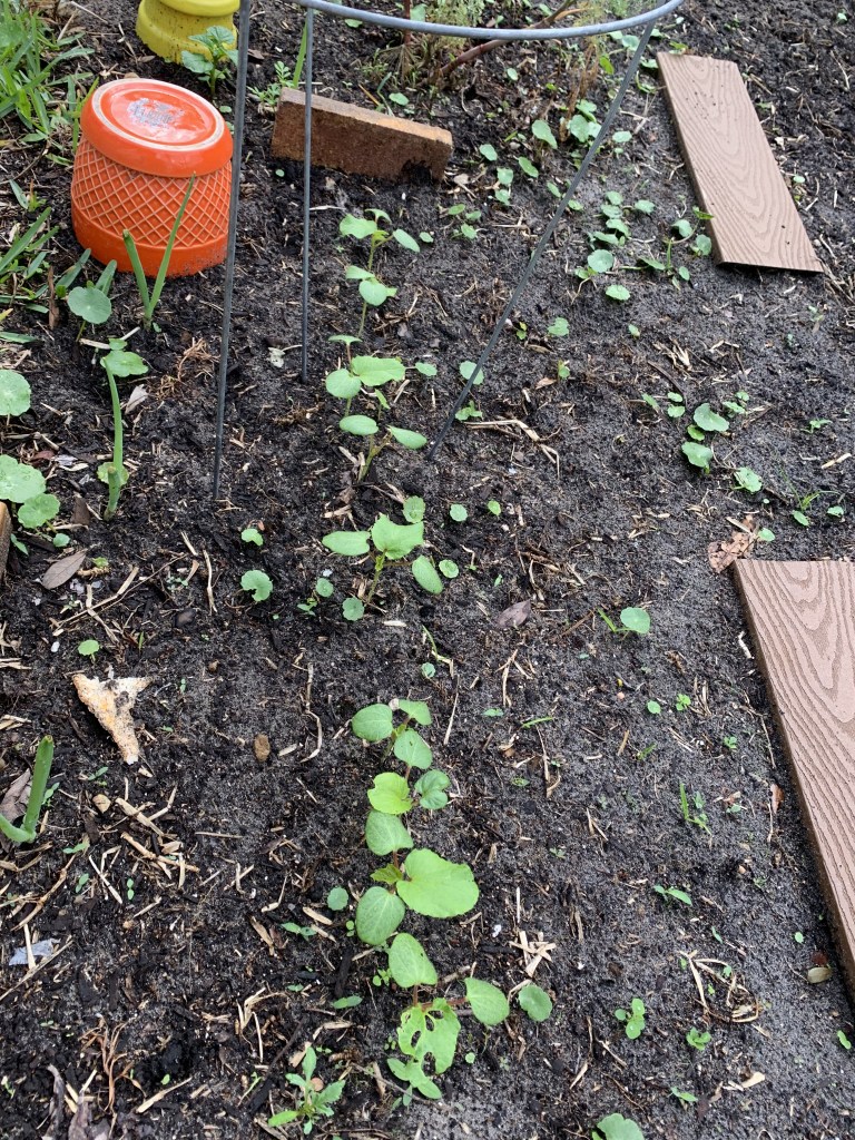 okra seedlings