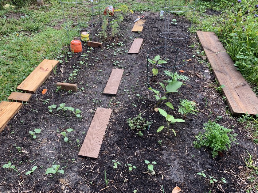 backyard garden with vegetable seedlings