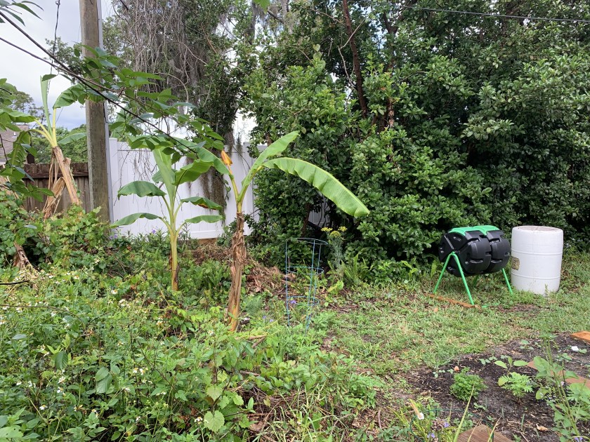 banana trees in back of yard