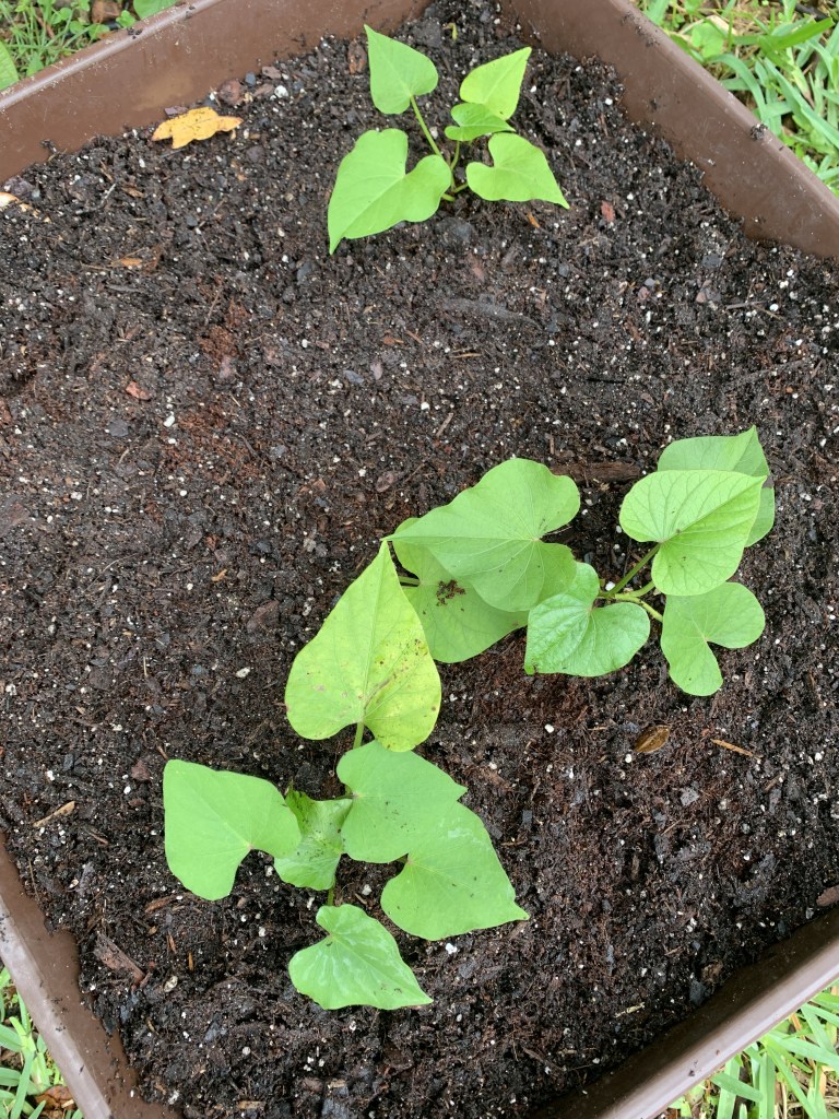 sweet potato plants