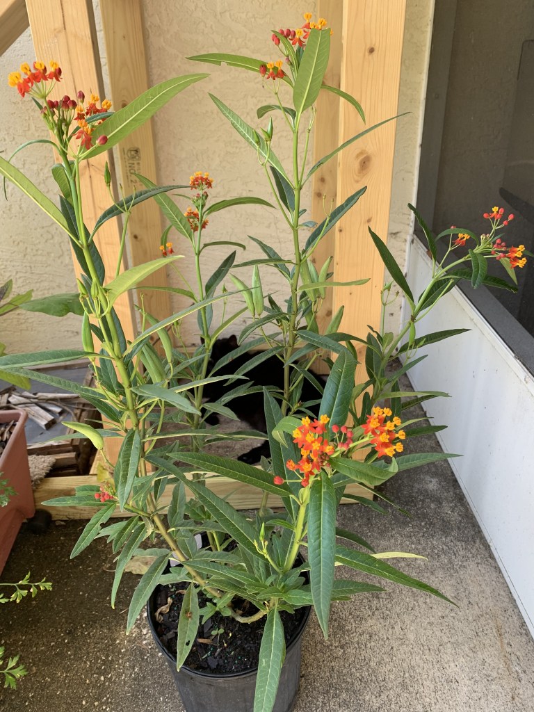 Tropical milkweed is not native to Florida and can cause problems for the Monarch butterflies.