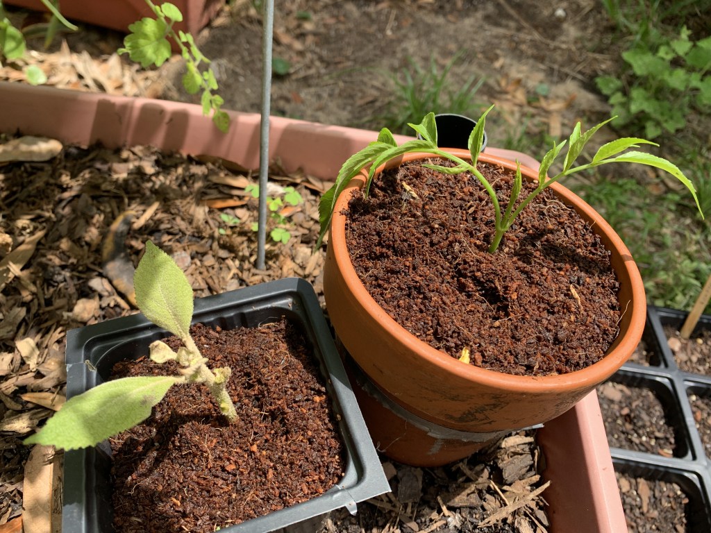 Cuttings of the beauty berry 
