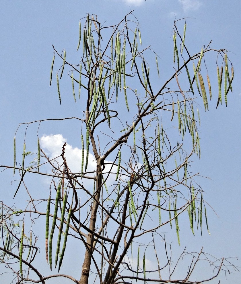 Moringa seed pods