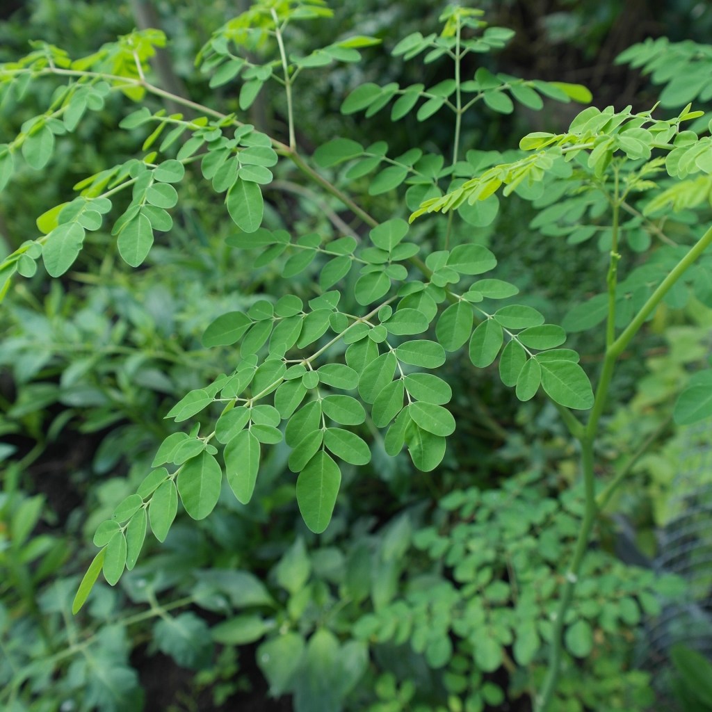 Moringa tree leaves