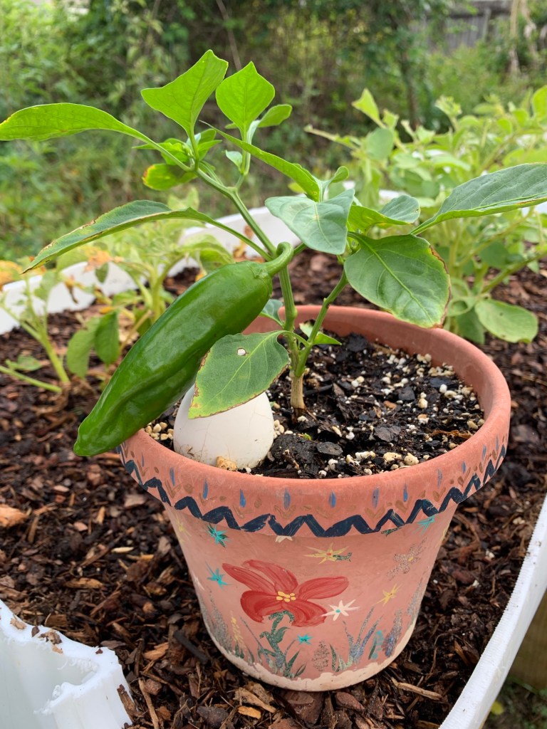 Poblano pepper plant