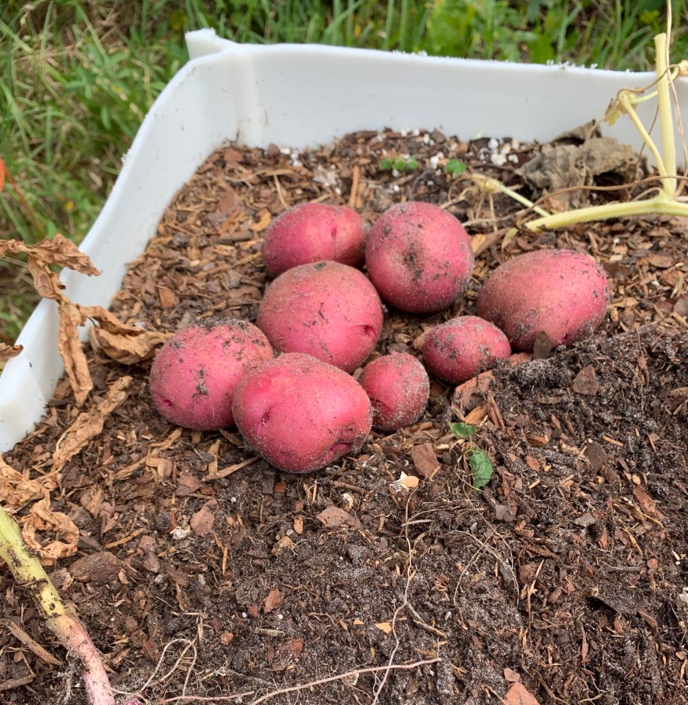harvesting red potatoes