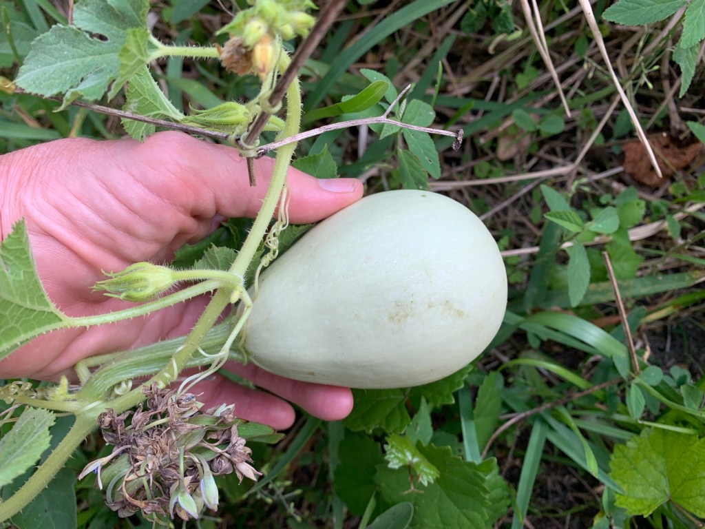 growing spaghetti squash