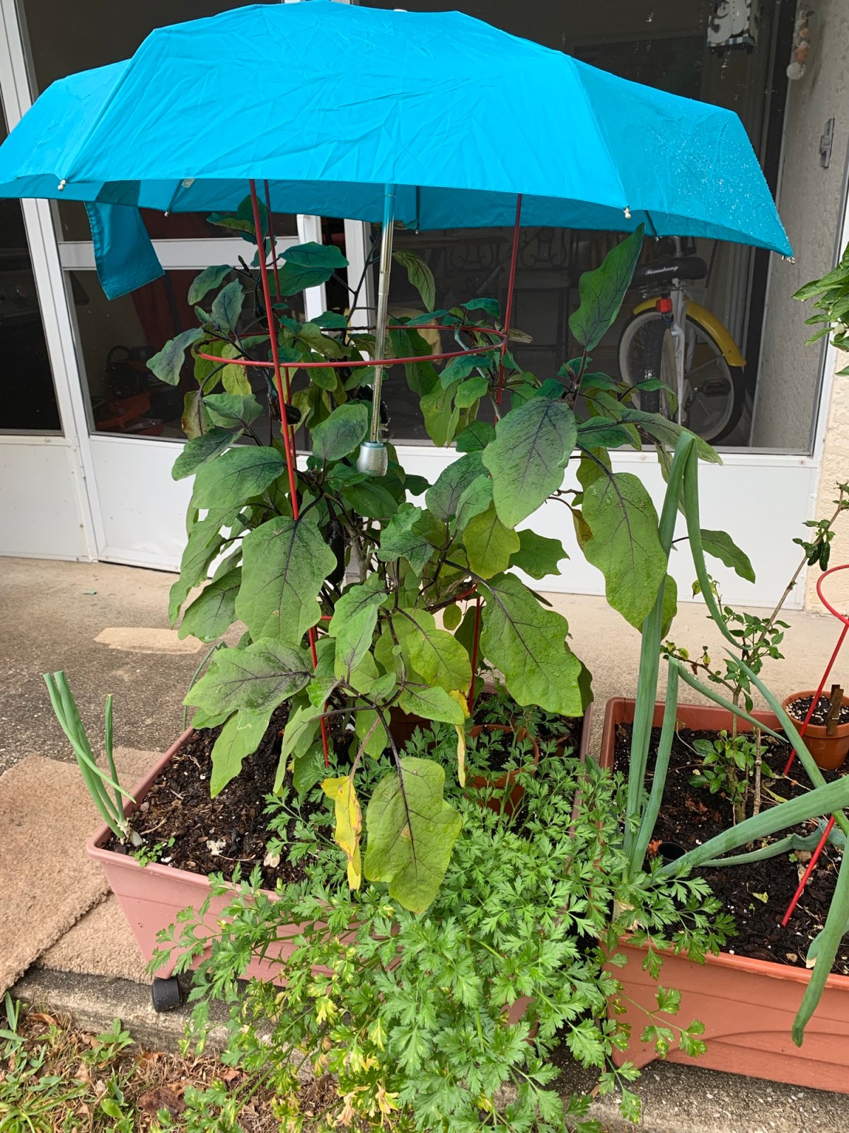 My April Backyard and New Garden&nbsp;Plans