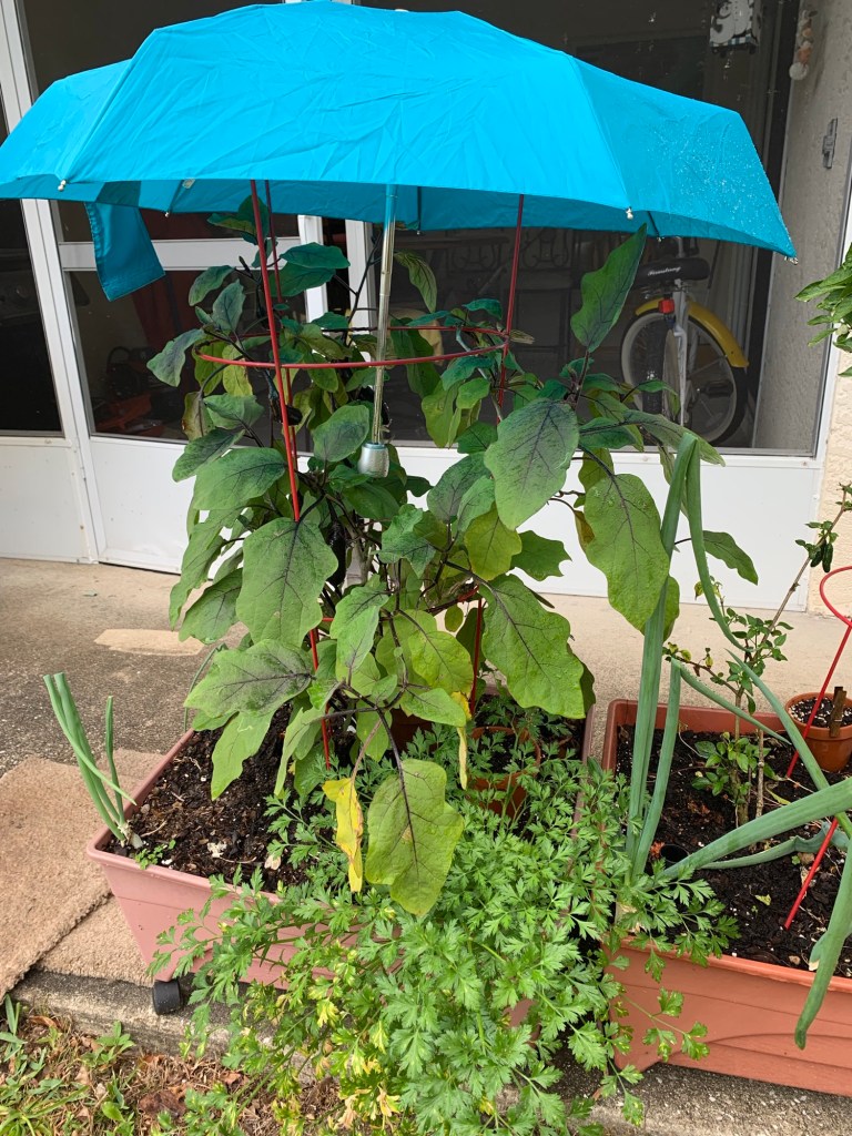 eggplant umbrella shade