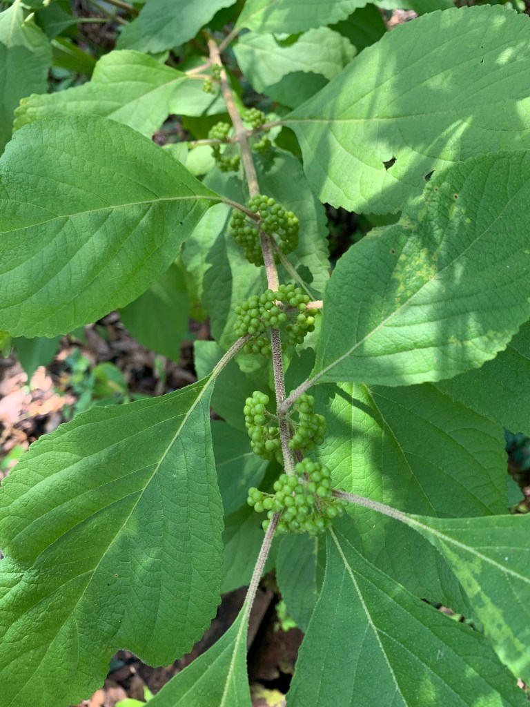 Beautyberry bush with green berries