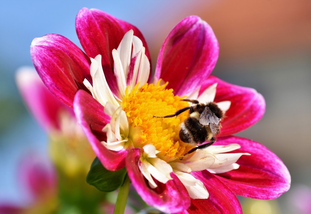 Zinnia with bee