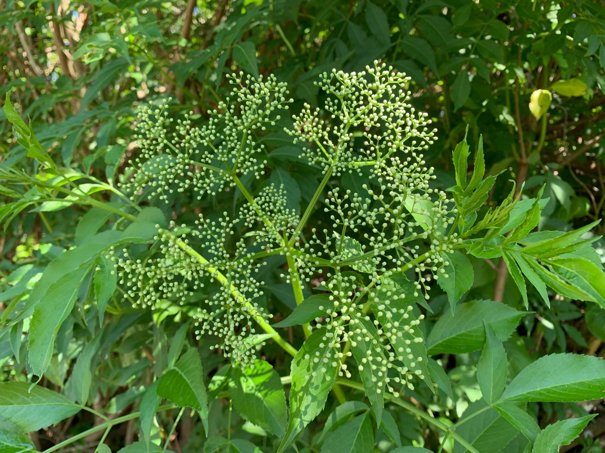 Elderberry is Blooming