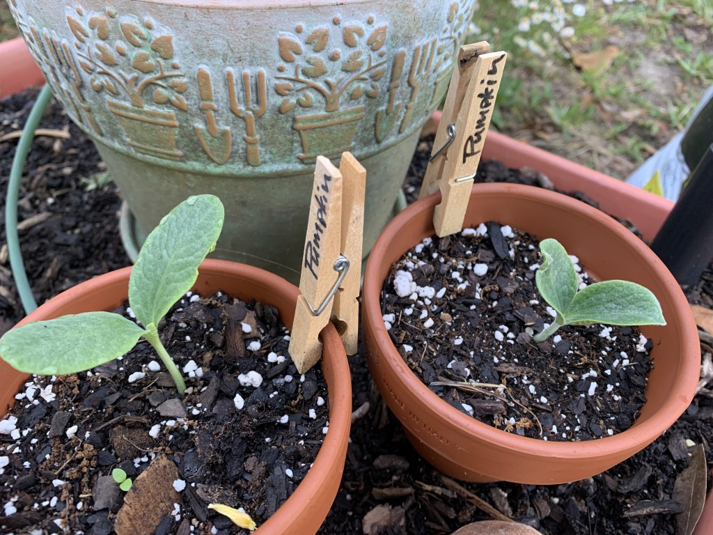 Seminole pumpkin seedlings