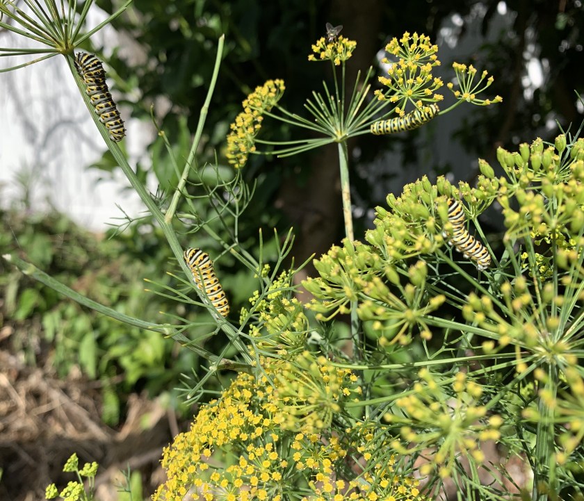 dill caterpillars