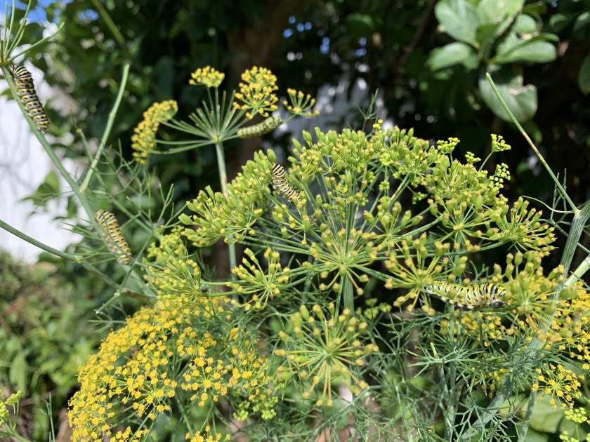 caterpillars on dill plant