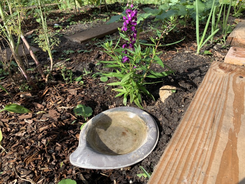 water source for bugs