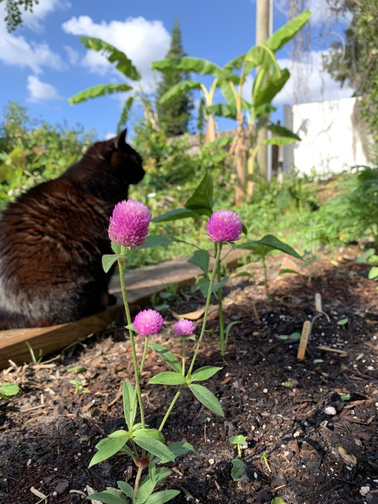 cat and pink flowering plant