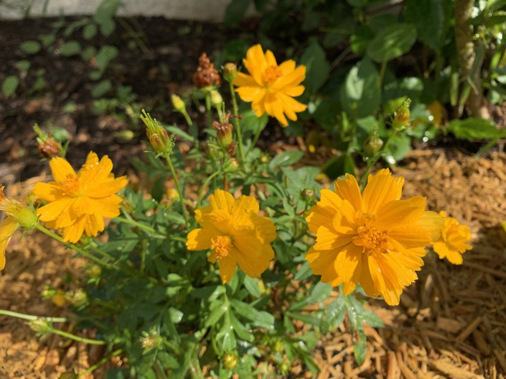 yellow cosmos plant