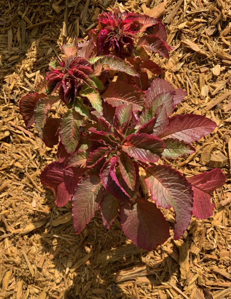 Amaranthus plant