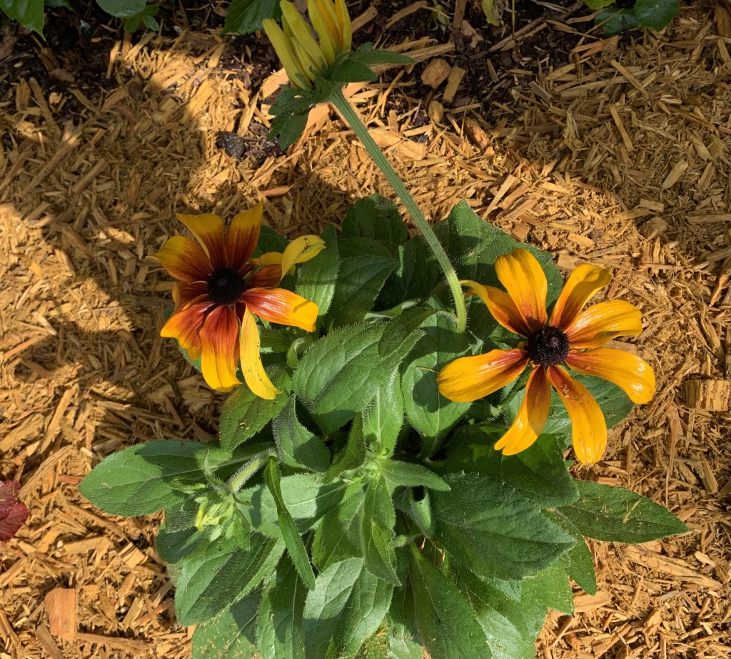 Flowering Rudbeckia plant