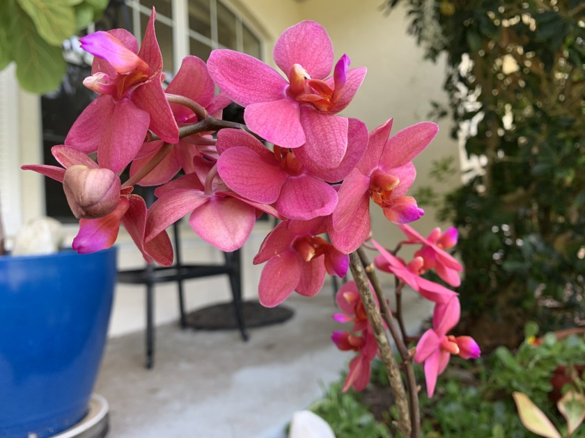 Pink flowering orchid
