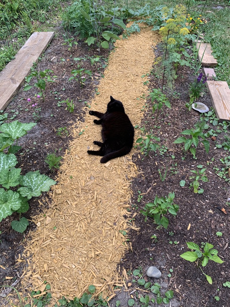 black cat in the garden
