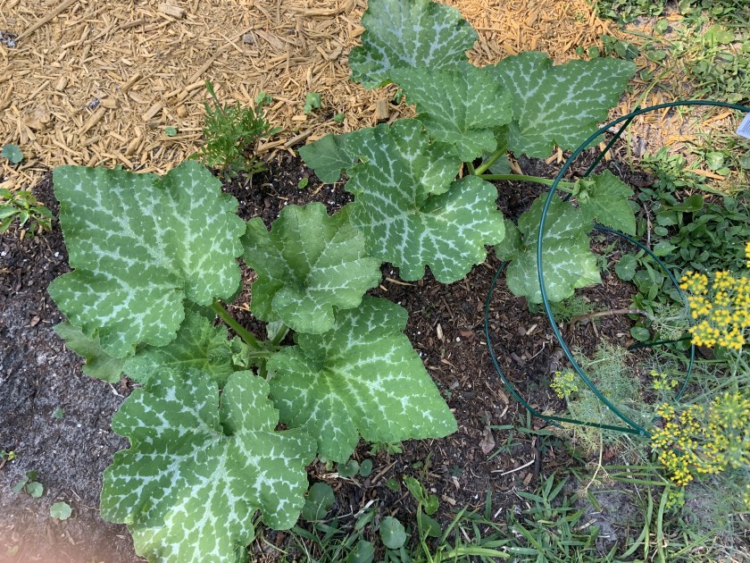 Seminole pumpkin plants, 5/12