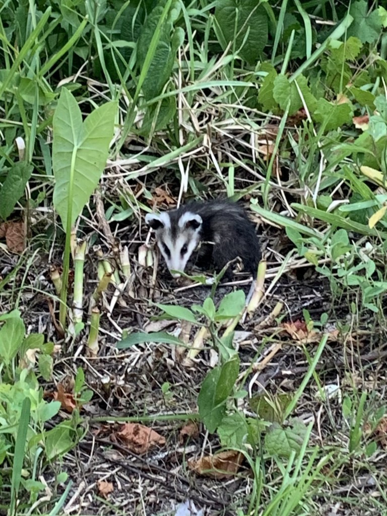 baby possum