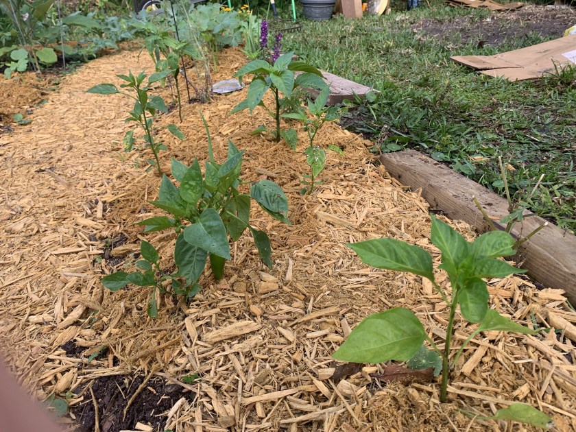 mulched garden bed