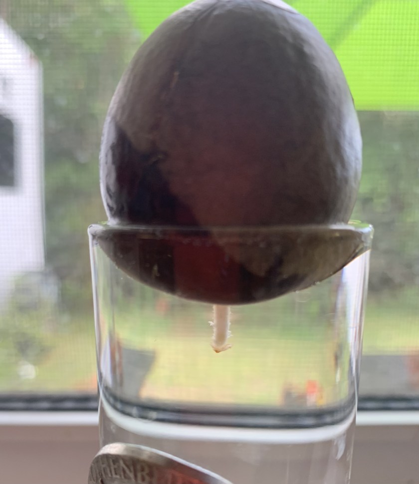 Rooting an avocado seed