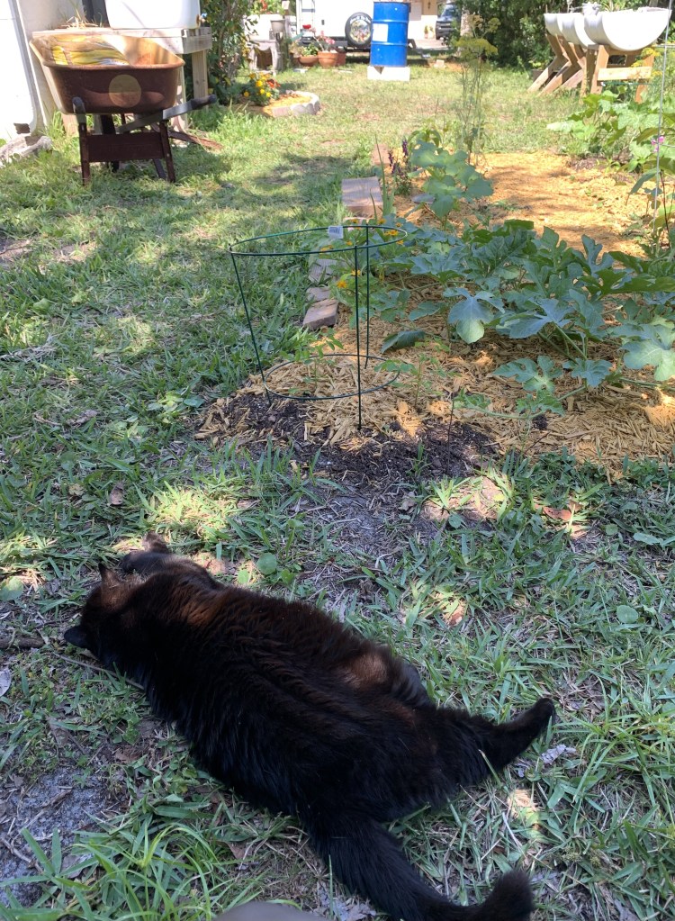 black cat in the garden