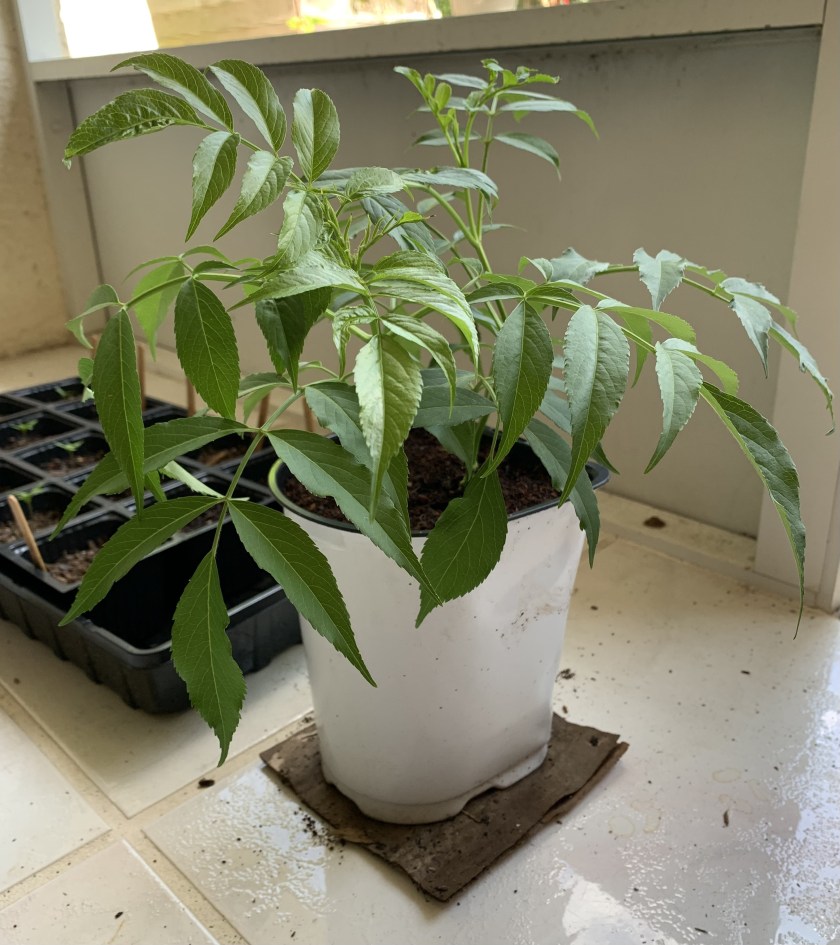 rooting elderberry cuttings