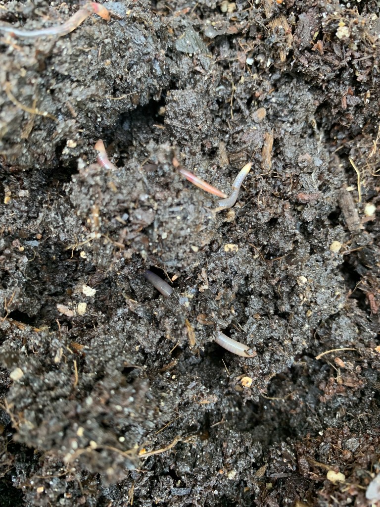 earthworms multiplying in good soil