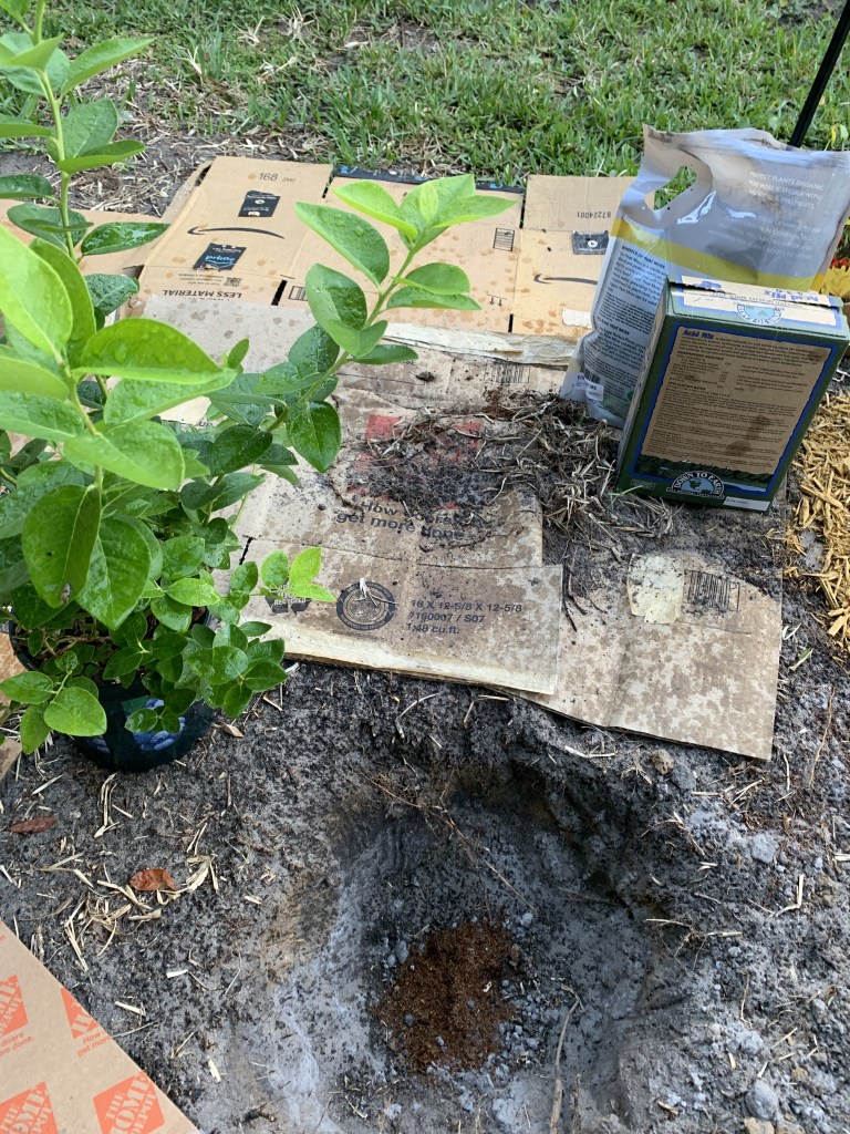 hole dug for blueberry bush