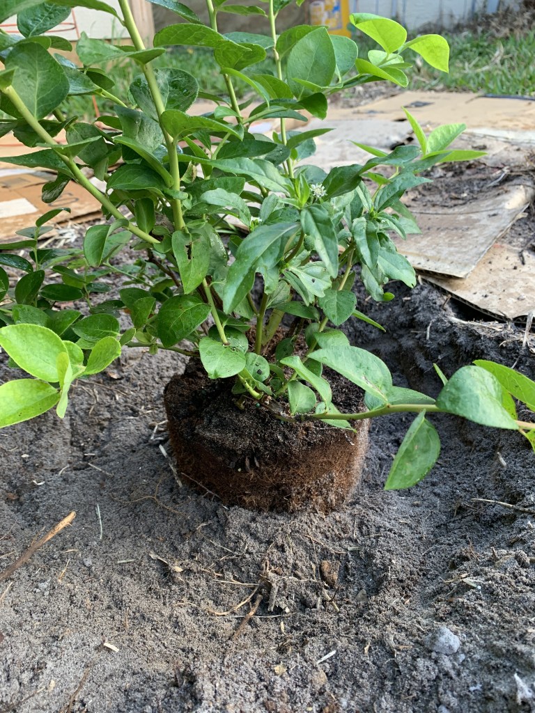 planting the blueberry