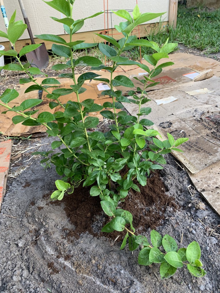 Adding soil mix around blueberry bush
