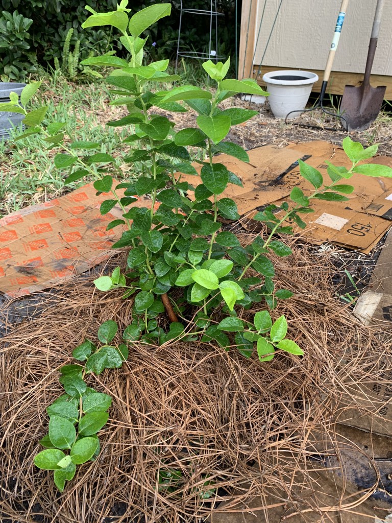 pine needles around base of blueberry plant