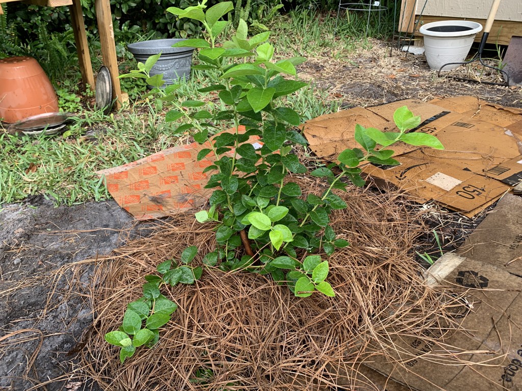 blueberry bush planted
