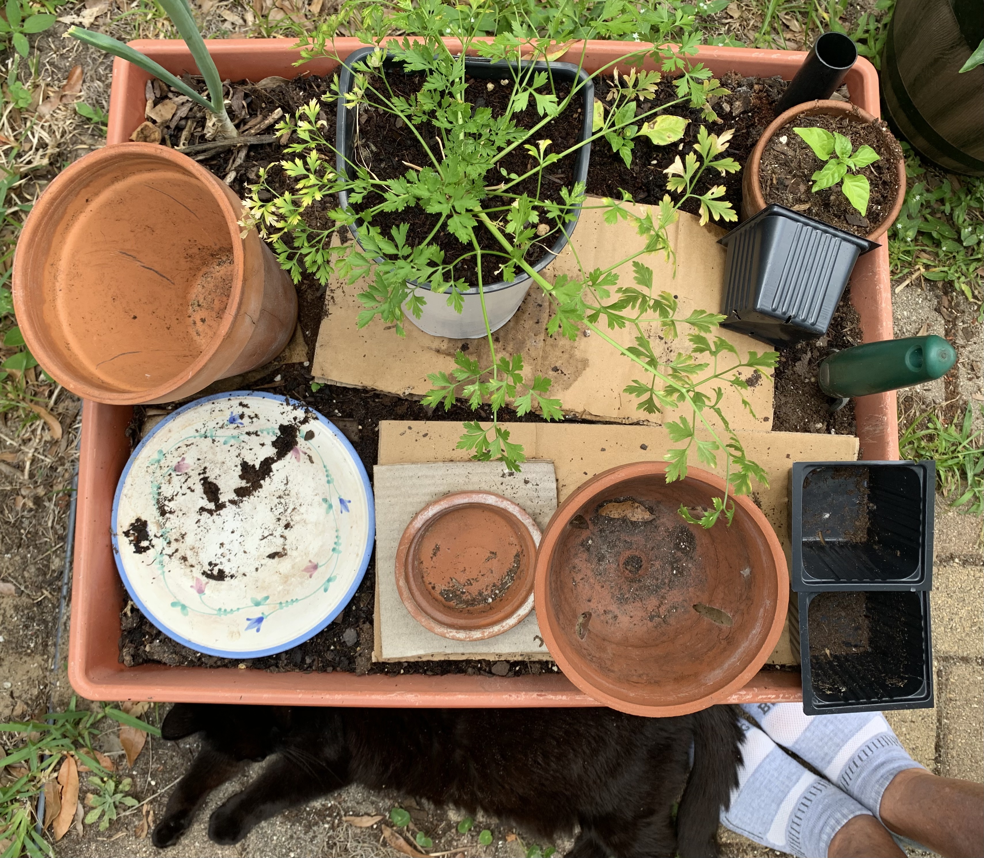 A grow box that holds good garden soil full of earthworms of all sizes.