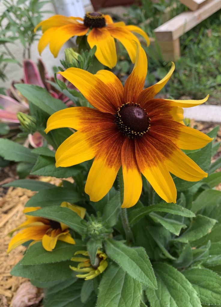 Rising sun, rudbeckia black-eyed Susan