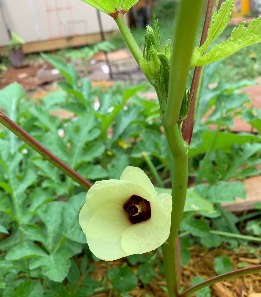 okra flower