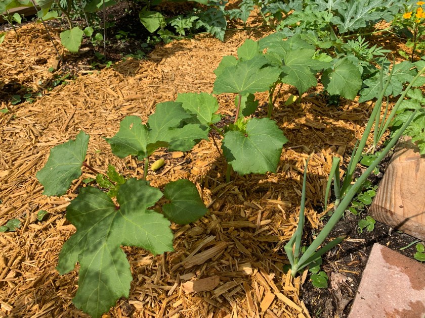 growing okra