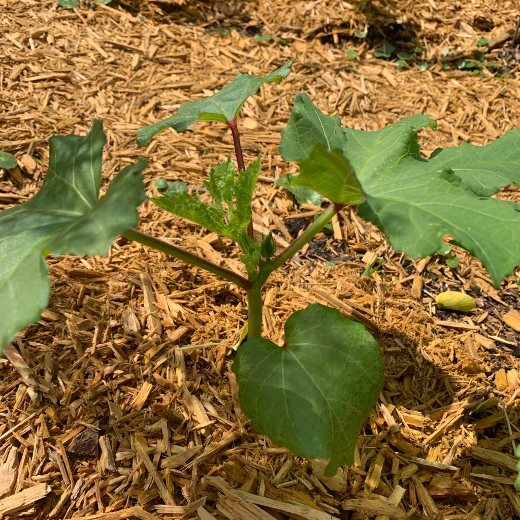 okra plant