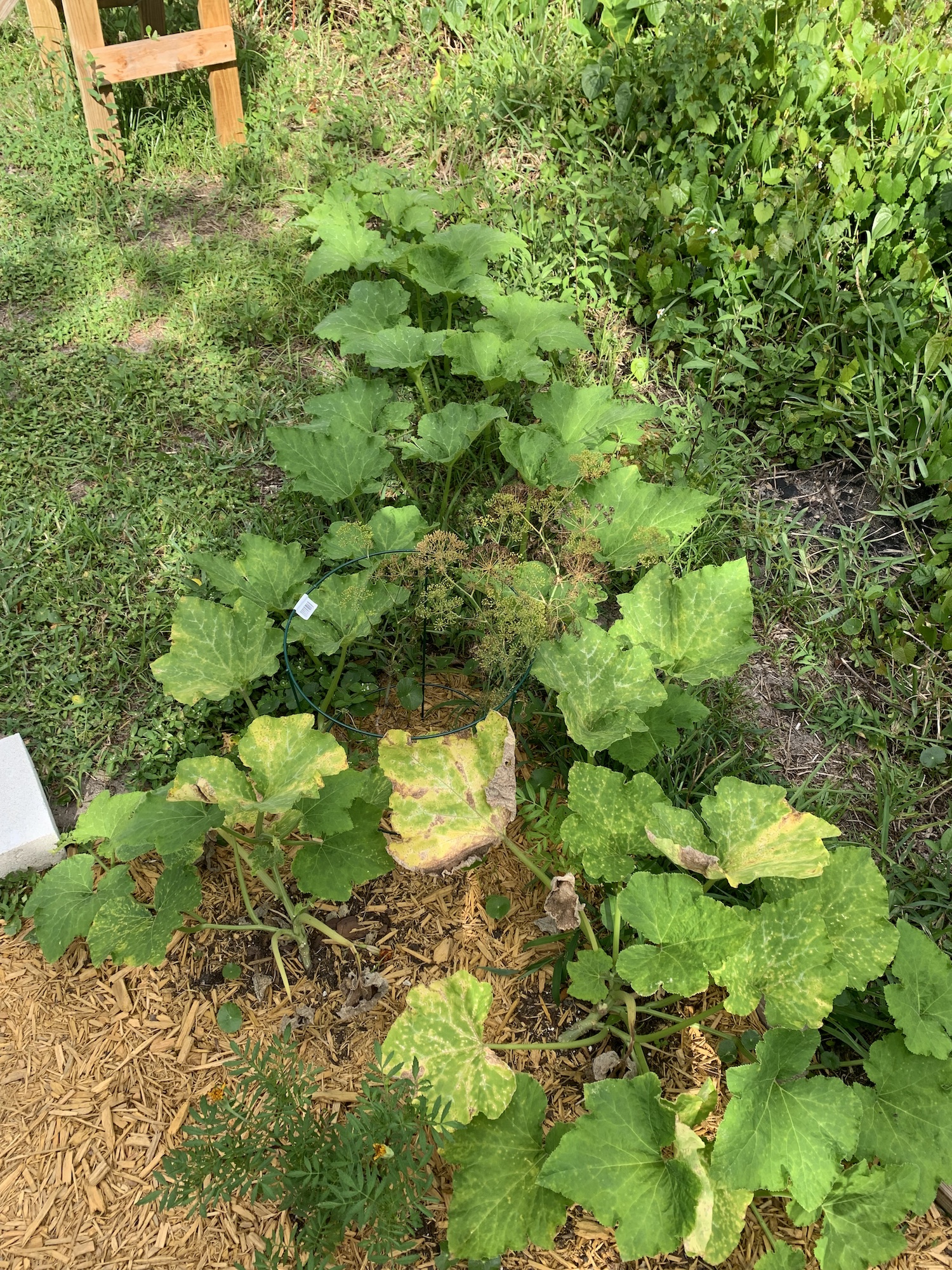 Seminole pumpkin vine