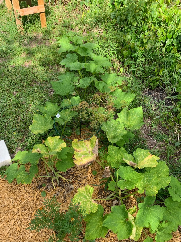 Seminole pumpkin vine