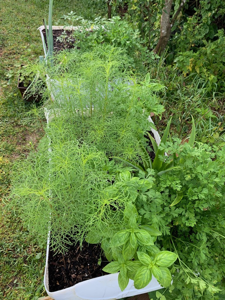 herbs in raised bed